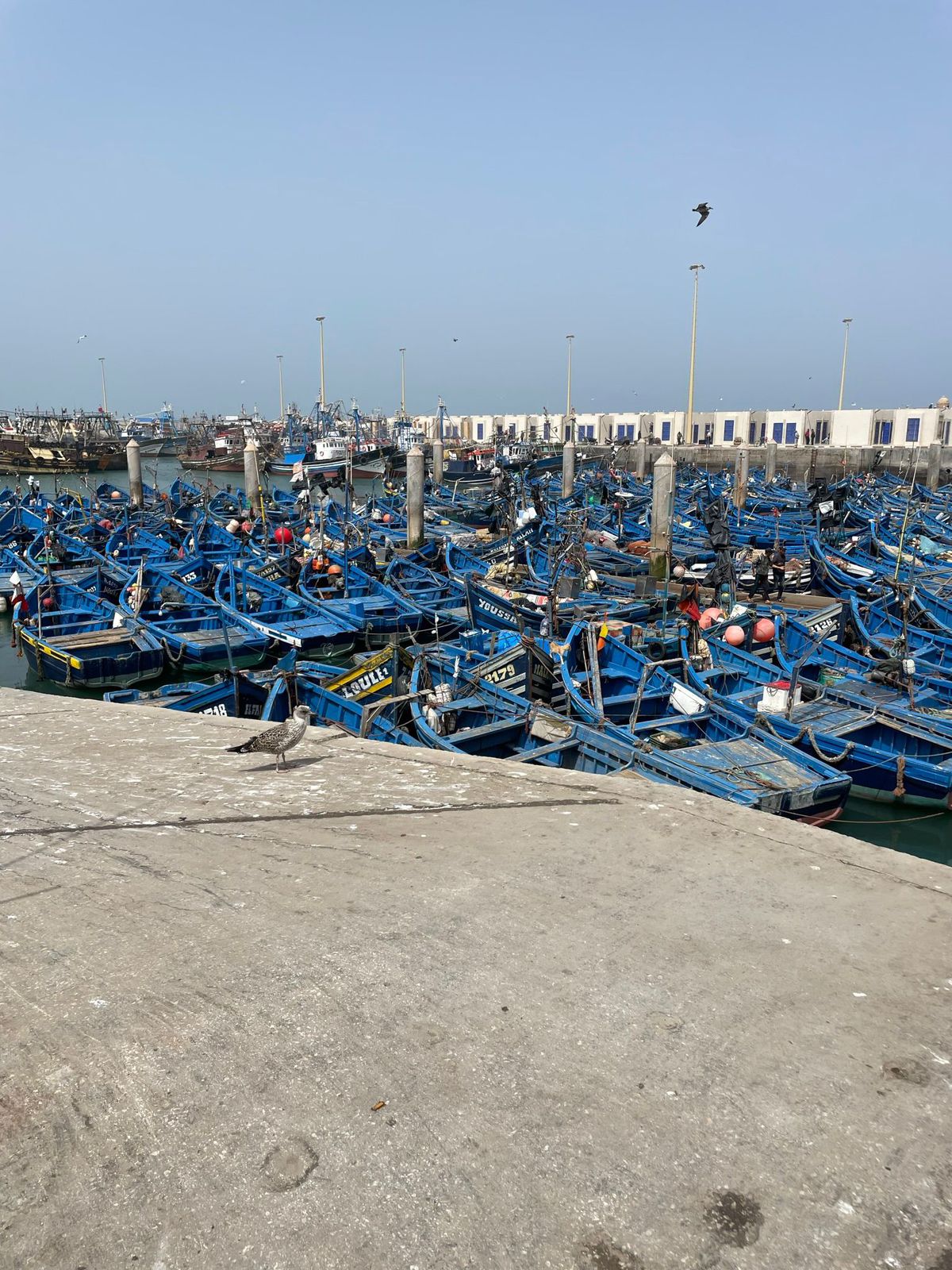 Blue fishing boats in Essaouira harbour, Morocco